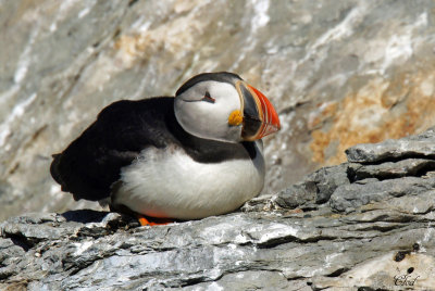 Macareux moine -Atlantic puffin