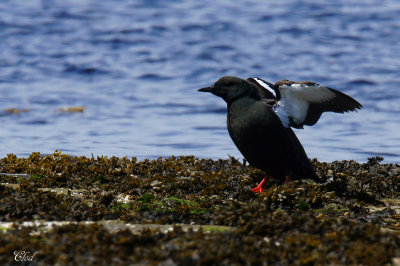 Guillemot  miroir - Black guillemot