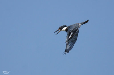 Martin-pcheur d'Amrique - Belted Kingfisher