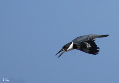 Martin-pcheur d'Amrique - Belted kingfisher