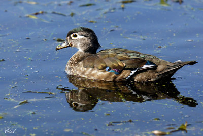 Canard branchu - Wood duck