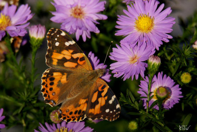 Papillon Belle-dame - Painted Lady (Vanessa cardui)