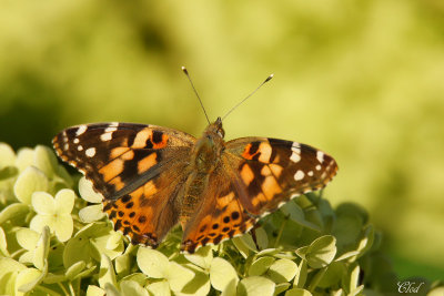 Belle-dame - Painted Lady