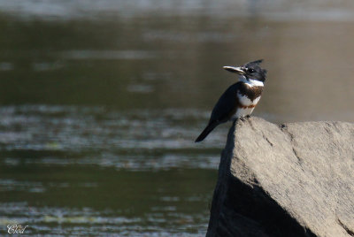 Martin-pcheur d'Amrique - Belted Kingfisher