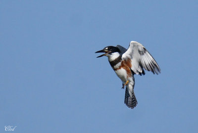 Martin-Pcheur d'Amrique -Belted  Kingfisher