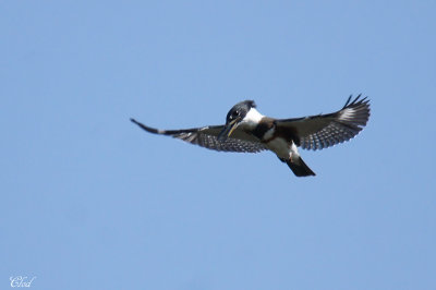 Martin-pcheur - Belted kingfisher