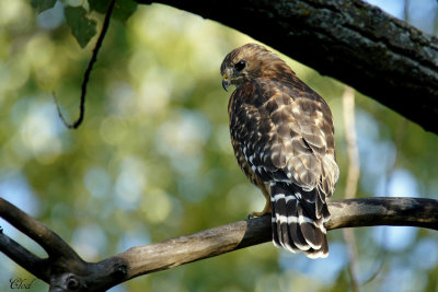 Buse  paulettes - Red-shouldered hawk