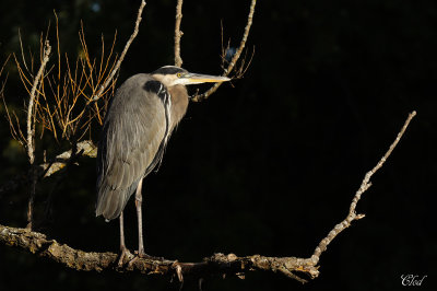 Grand hron - Great blue heron