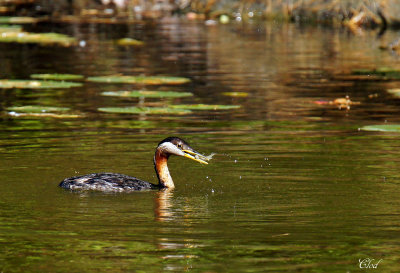 Grèbe jougris - Red-necked grebe