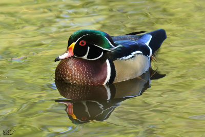 Canard branchu - Wood duck