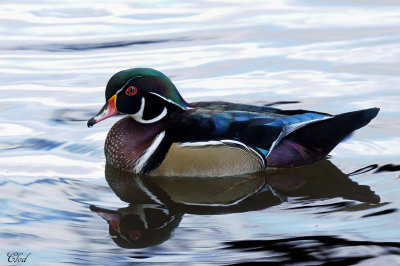 Canard branchu - Wood duck