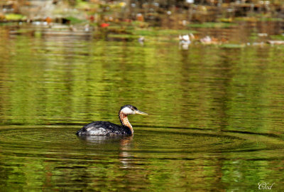 Grèbe jougris - Red-necked grebe