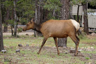 Wapiti - Elk