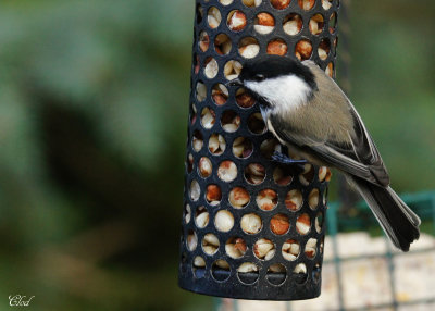 Mésange à tête noire - Black-capped chickadee