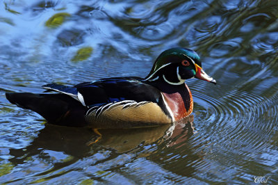 Canard branchu - Wood duck