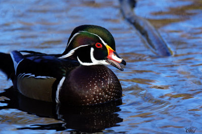 Canard branchu - Wood duck