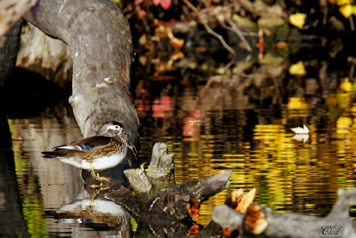 Canard branchu - Wood duck (fem)