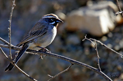 Bruant  gorge noire - Black-throated sparrow