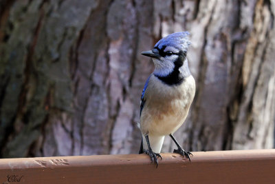 Geai bleu - Blue Jay