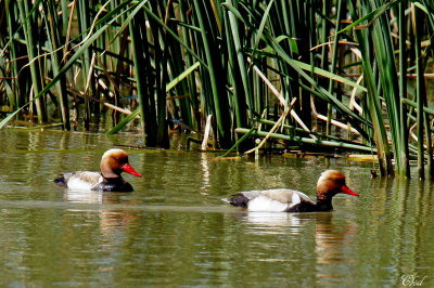 Nette rousse - Red-crested pochard