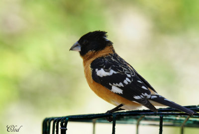 Cardinal  tte noire - Black-headed grosbeak