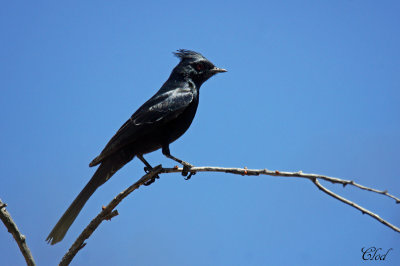 Phnopple luisant - Phainopepla