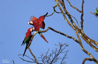 Ara chloroptre - Red-and-green macaw