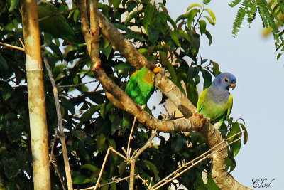 Caque de Barraband et Pione  tte bleue - Orange-cheeked Parrot and Blue-headed parrot