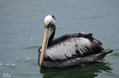 Plican thage - Peruvian pelican