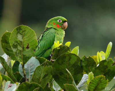 Conure pavouane - White-eyed Parakeet