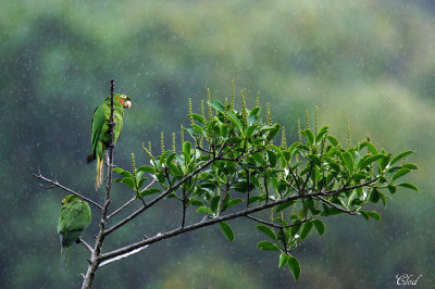 Conures pavouane - White-eyed Parakeet