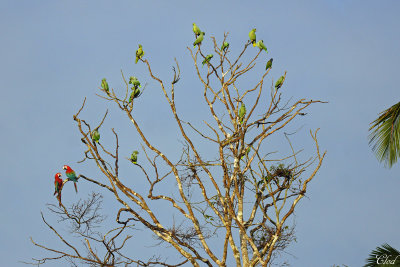 Aras, Pione et quinze Amazone poudre! - One Blue-headed Parrot, two Macaws and fifteen Mealy Parrot