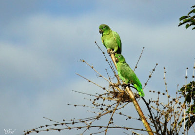 Amazone poudre - Mealy Parrot