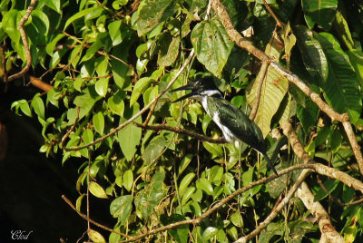Martin-pêcheur d'Amazonie - Amazon Kingfisher