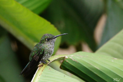 Colibri grivel - Many-spotted hummingbird