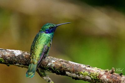 Colibri d'Anais- Sparkling violetear