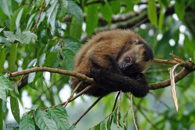 Capucin pruvien -White-fronted capuchin