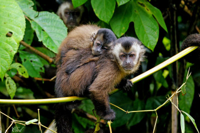 Capucin pruvien -White-fronted capuchin