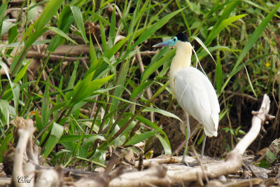 Hron coiff - Capped Heron