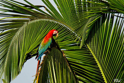 Ara chloroptre - Red-and-green Macaw