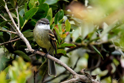 Tyranneau  gorge blanche - White-throated Tyrannulet