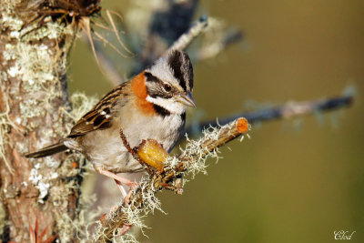 Bruant chingolo - Rufous-collared Sparrow