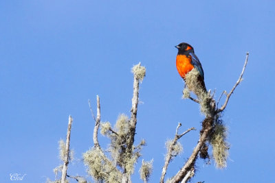 Tangara  ventre rouge - Scarlet-bellied Mountain-Tanager