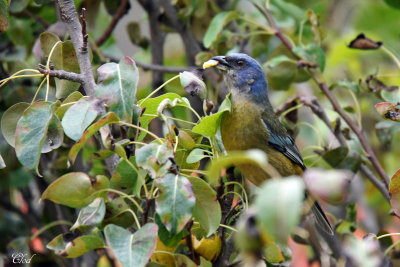 Tangara fourchu - Blue-and-yellow Tanager