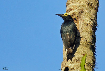 Pic  chevron d'or - Yellow-tufted Woodpecker
