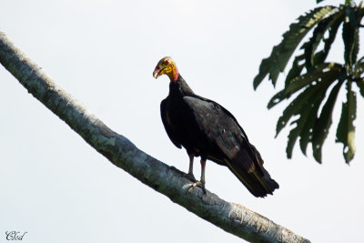 Urubu  tte jaune - Lesser Yellow-headed Vulture