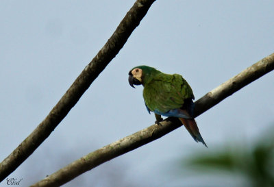 Ara vert - Chestnut-fronted Macaw