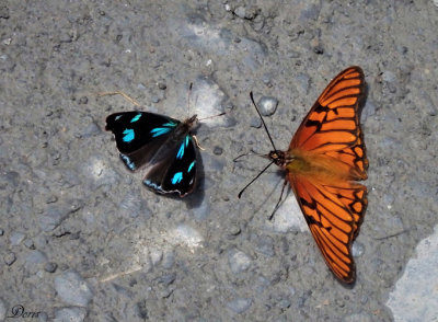 Papillons sur la route de Manu 