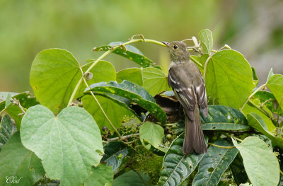 lnie   cimier blanc - White-crested Elaenia