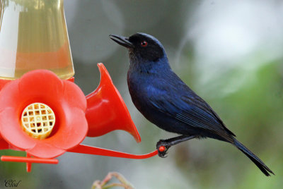 Percefleur masqu - Masked Flowerpiercer